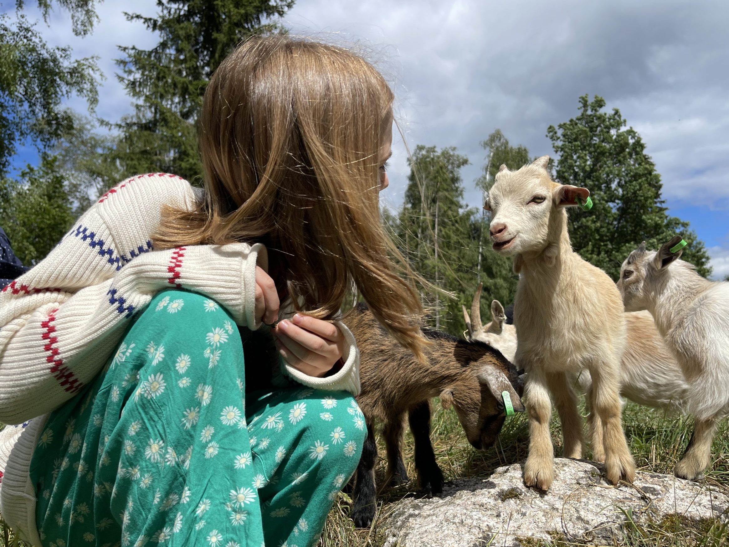 Een klein kind speelt met een kleine geit op de Kathulthof boerderij in Zweden
