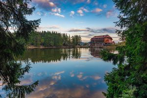 Black Forest in summer