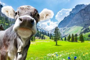 Cow in the Alps